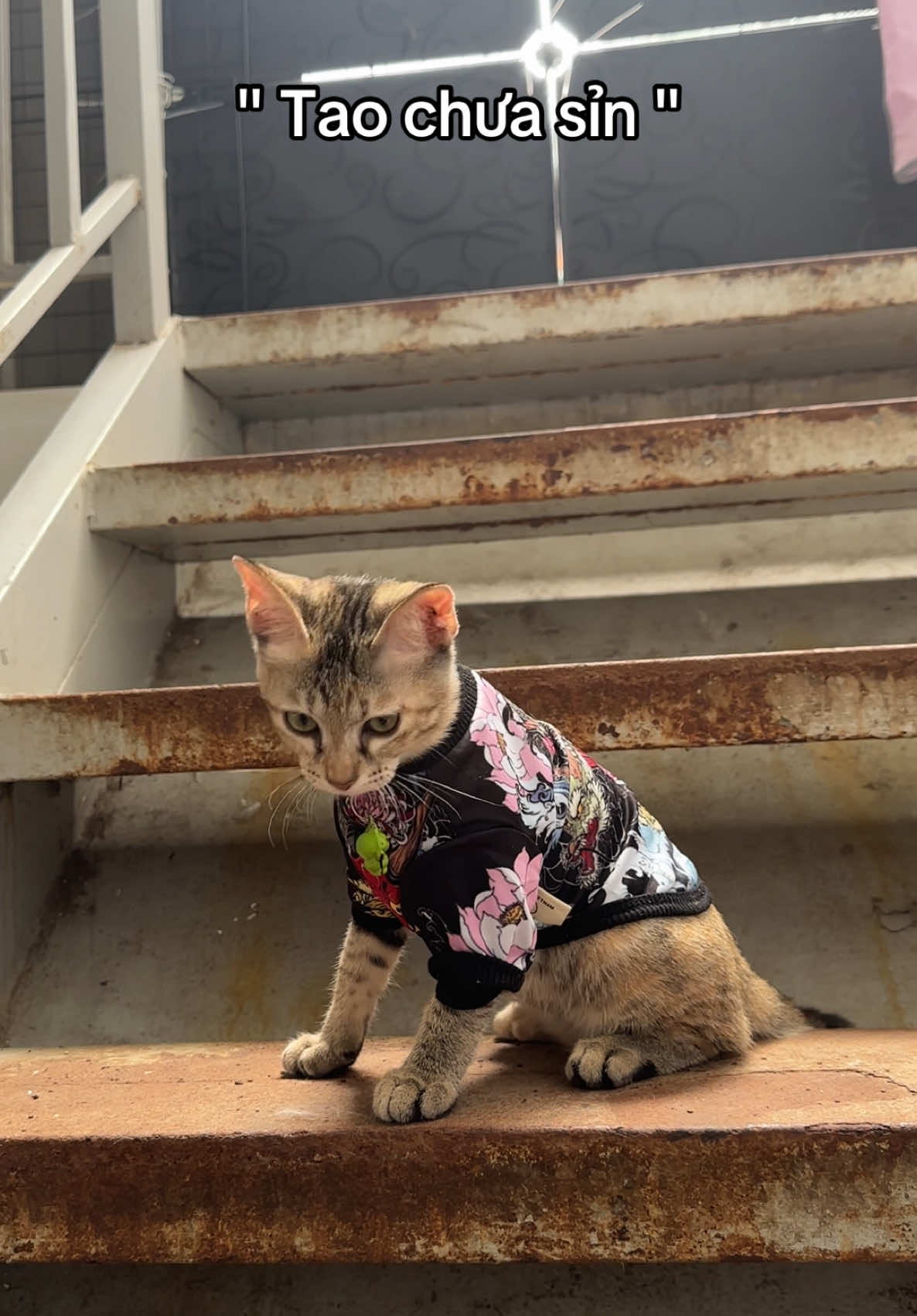 một hồi nữa có thể cái sàn có nhiêu bụi lếch dọn hết luôn #monleo #khuchomeo #kitten #kittenvietnam #cat 
