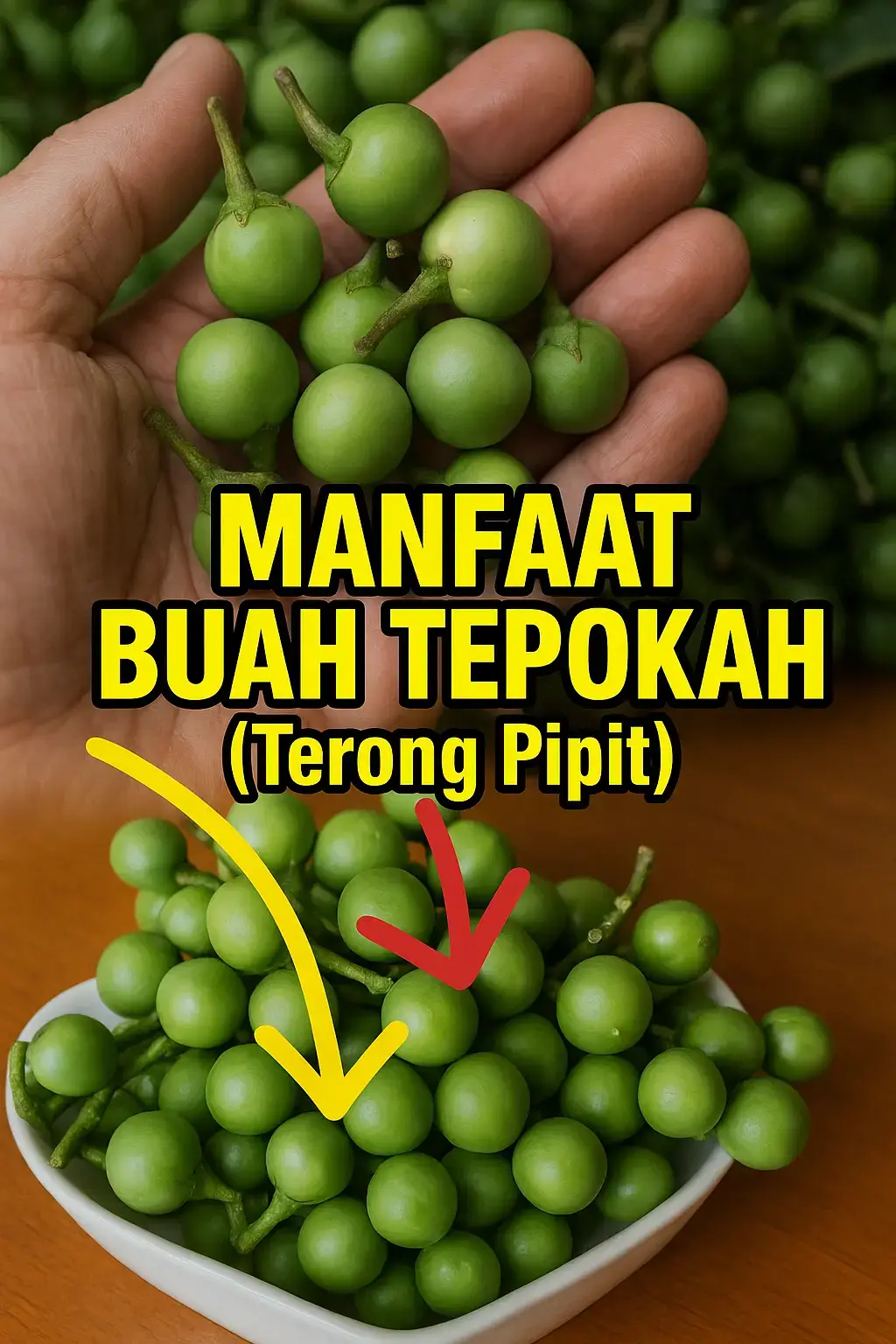 manfaat buah tepokah #tepokah #buahtepokah
