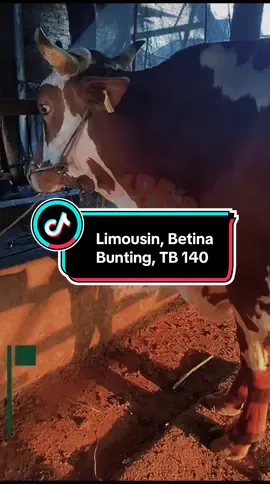 SUPERR Betina Bunting, TB 140, Monggo mampir Lur di Pakde Farm atau WA 082277537087! #fy #fyp #viral #viralvideo #viraltiktok #peternakmuda #peternaksapiindonesia #mugisapilampung #sapilampung #sapimurahjakarta #sapilampungtengah #peternaksapiindonesia #sapijawabarat #sapimurahdepok #sapimurahjambi #sapi @Febri Sigit Utomo #murahbanget💸💵 