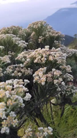 bunga yang indah sepertimu #edelweiss #keindahanalam #mountain #merbabu #merbabumountain #merbabuviagancik 
