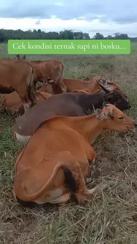 ngadekotan #peternaksapi #sapibalisuper #sapijinak #cow #sapilucu #ternaksapi #sapilokal #sapibali #sapi #sapiliar #sapiaslilokalindonesia #sapiasliindonesia #sapijantan #peternak #sobatngaret #sobatngarit 