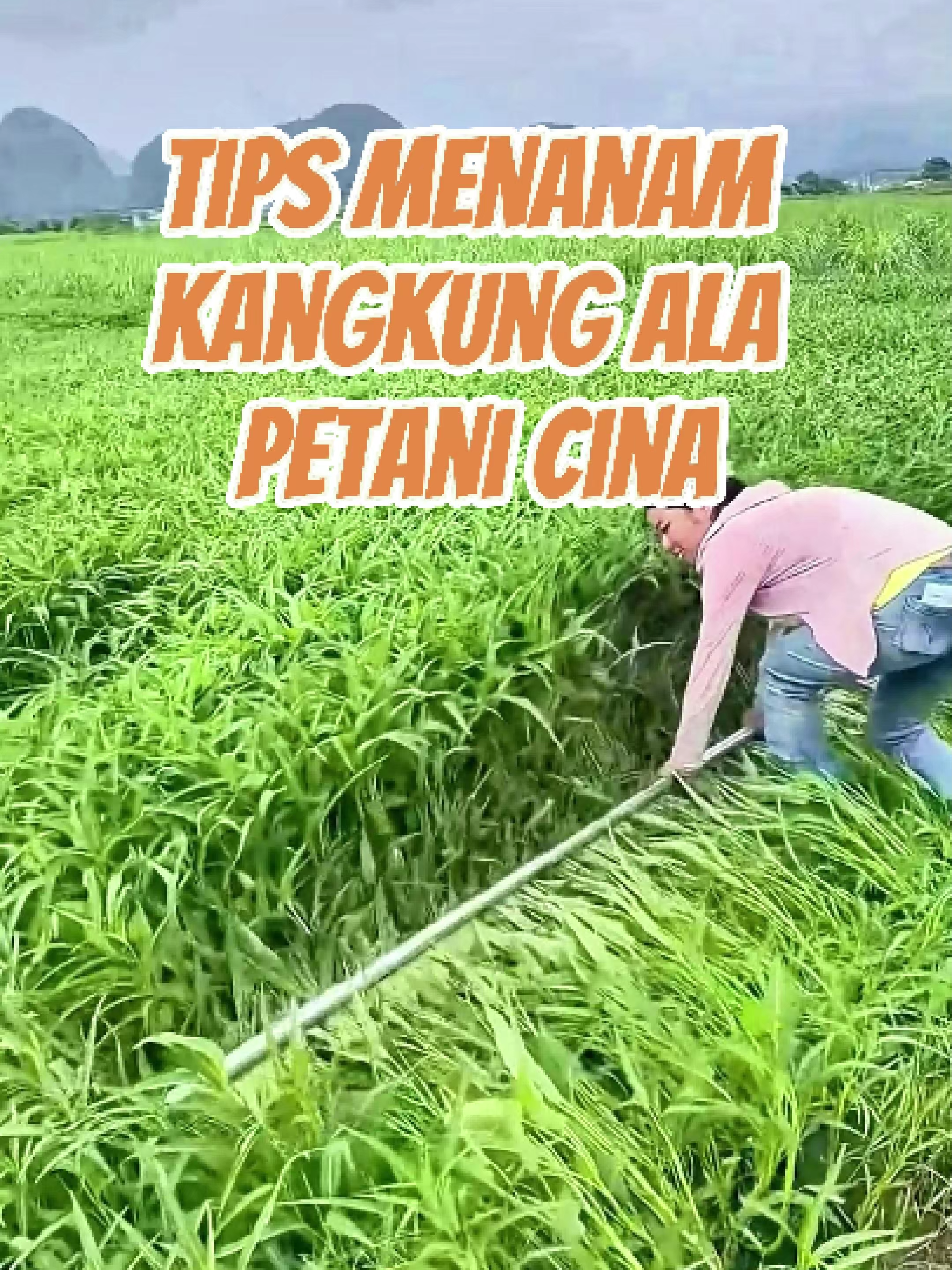 Tips Menanam Kangkung Ala Petani Cina #kangkung #caratanamkangkung #petanikangkung #berkebun #bercocoktanam Pernah lihat kangkung yang ditidurkan pakai tongkat di kebun? Padahal tumbuh subur, kenapa malah ditekan? Ini bukan asal-asalan. Petani sengaja menekuk kangkung agar batangnya tumbuh ke samping, jadi lebih gemuk dan empuk. Kalau dibiarkan tumbuh tinggi? Batangnya bisa tua, keras, dan rasanya nggak enak. Teknik ini juga bikin akarnya makin kuat, nggak gampang roboh saat kena angin. Mau siram, pupuk, atau panen pun jadi lebih gampang! Satu trik sederhana, tapi penuh ilmu! SC @灿灿 SC @百叶 SC @秀姐的农村生活
