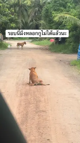รอบนี้มึงหลอกกูไม่ได้แล้วแลัว🤣🤣🤣#ก้องก๋อยซอยเตียงทรุด 