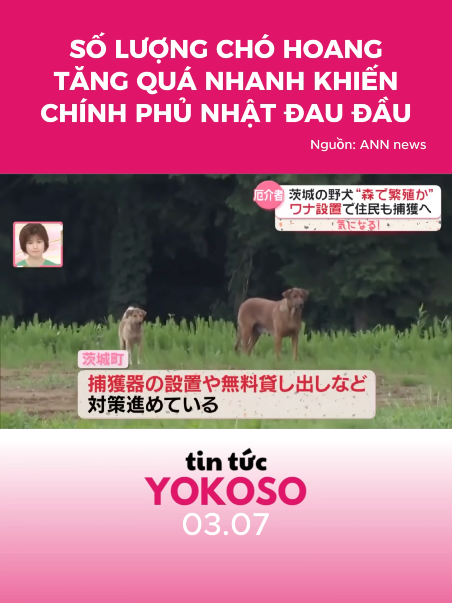 Chó hoang sinh sản qúa nhanh, khiến chính phủ Nhật Bản đau đầu...