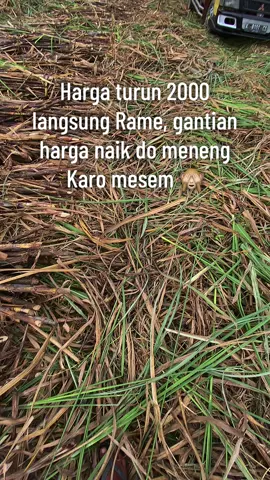 Mumet Nopo tambah Mumet Bolo 🤯#pgtrangkil #pati #tebumanis #tebumanis #petanimilenial #petaniindonesia🇮🇩🇮🇩🇮🇩🌿🌿 #petanimuda #bismillahfyp 