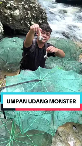 Lokasinya Sangat Terpencil Membuat Udang Udang Disungai Ini Berukuran Besar Dan Sangat Banyak #adventure #outdoor #explore #FYP #ForYourPage #alam #udang #udanghutan #berburu 