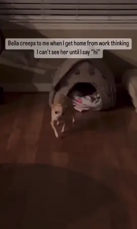 Comment below. ❤️ #funny #funnyvideos #dog #dogsoftiktok #chihuahua #doglover #funnydog #fyp #foryou #fypシ #dogs #dogsofttiktok #puppytiktok #puppies #puppiesoftiktok #puppylife #puppytok #chihuahuastiktok #chihuahuafanclub #chihuahualove 