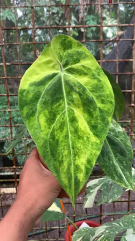 Anthurium day🌱 Available for order DM me 📩📩📩 Fast delivery with phytosanitary certificate, I send to all countries DM me for the price of this plant📩😊 (we accept direct arrivals🙂) #rareplantspecies #plantpurgeusa #aroidaddict #plantlife #plantaddict #houseplants #crazyplantlady #plantusa🇺🇸 #plantcanada🇨🇦 #weloveplants #succulent #europlant #house_plant_community #officeplant #plantkorea #rareplantcollector #rareplantcollector #plantsmakepeoplehappy #bosysandgirlswithplant #plantattic #plantphilippines #plantgermany🇩🇪 #stoptalkingstartplanting #tropicaaquariumplants #tropicalplant #greenthumb #foliage #dschungelimfeed #plantsforsaleusa🇱🇷 #zimmerpflanzenliebe #plantbased