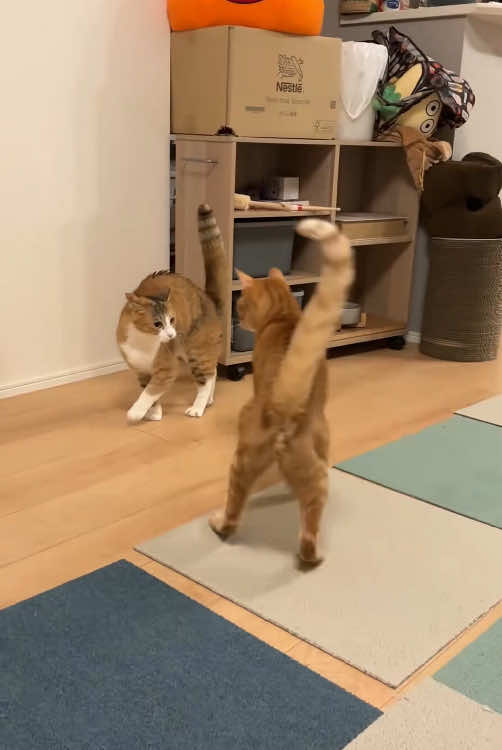 Cats are good at sneak attacks #funnyvideos #pet #fyp #catsoftiktok #cute #tiktok #fyppppppppppppppppppppppp #funny 