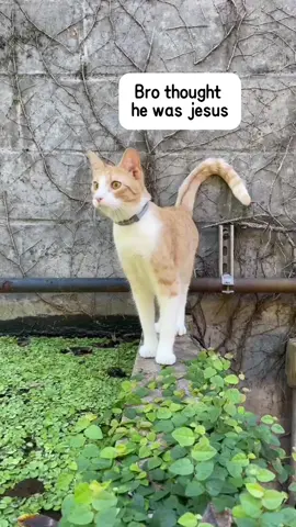 A brave but failed attempt #foryou #cute #funnyvideo #funnycat #cat #usaus #funny #catsoftiktok 