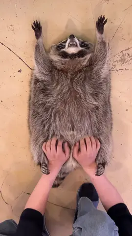 극E 너구리 마사지🦝🐾 #미어캣족장 #raccoon #アライグマ #mapache  . . . #건대핫플 #seoultravel 