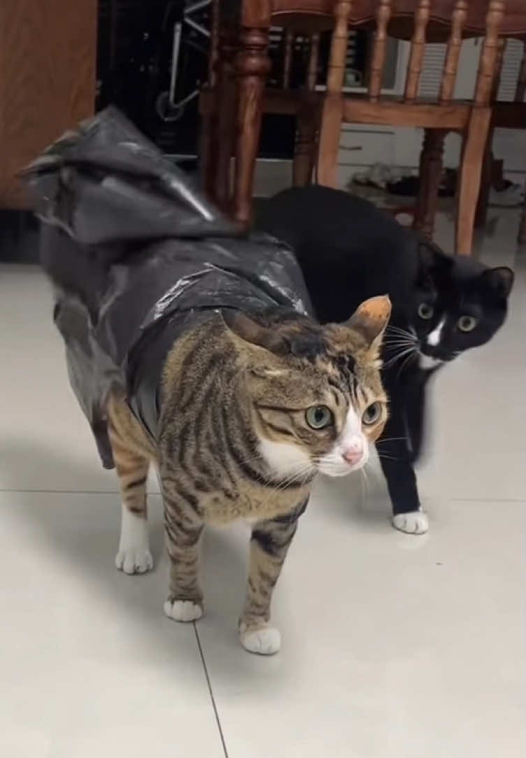 Cats and Bags!#bag #bags #cats #cat #fun #funny #funnyvideos #usa 