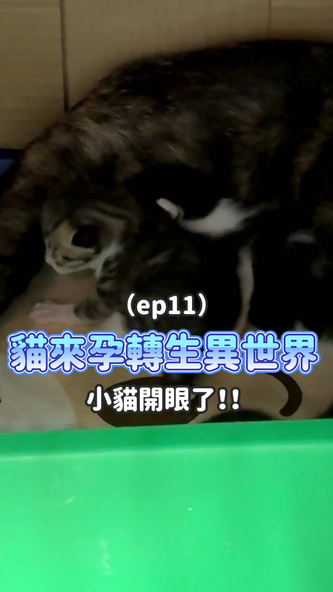貓來孕轉生異世界ep11，小貓開眼了！！#転運棧貓咪中途咖啡廳 #貓咖啡廳 #大同區咖啡廳 #貓中途 #貓領養 
