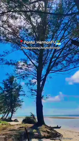 📍Pantai HermanFU🏝 .. Pantainya baru dibuka keliatannya Tadi pas masuk pantai ini gak bayar hee(auto gratis),karena gak ada yang jaga heheh...ga tau sih nantinya😁 Pantainya lumayan bersih, angin nya sepoi-sepoi, cocok banget buat camping atau bakar2 , WC juga ada, plus nya klo hari minggu biasa nya ada band nya gitu dekat panggung heee .. karena hari ini kita datang nya hari kamis lumayan sepi, dan gak ada live music nya heee☺️... Sekian dan terimakasih.. Jangan lupa singgah man teman Ke pantai hermanfu😊🙏🏝 .. #fyp  #fypシ  #fypage  #fyppppppppppppppppppppppp  #fypdongggggggg  #fypシ゚viral🖤tiktok  #pantaibangka  #pgk  #bangkabelitungisland  #trendingtiktok  #pesonabangkabelitung  #algoritmatiktokfyp  #masukberandafyp  #masukberandafyp  #lewatberandafyp  #viralkanfyppppppdongggggg  #budakbangkabelitung✨  #viralvideo  #like 