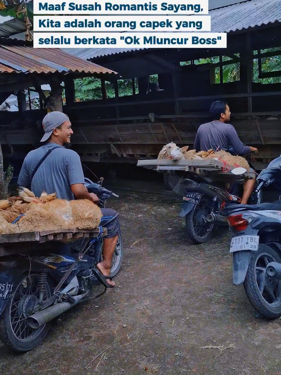 Meluncur #peternakan #peternakdombaindonesia #sobatngaret #peternakmuda #CapCut @qurbanmefarm 