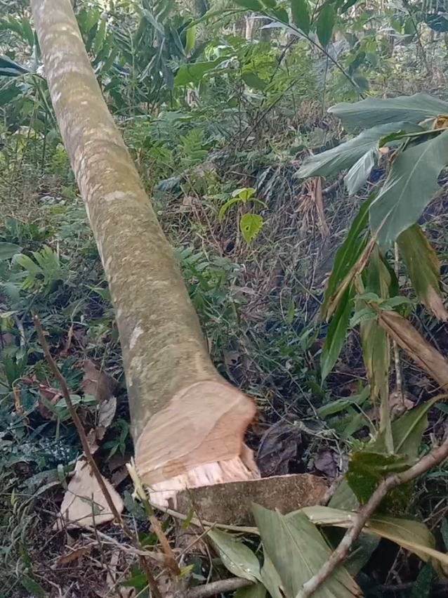 Albasia palet 130 #tebangpotong #albasia #tebangpohon #sengon #blandongkayu #kayusengon #sengonwood #woodworking #chainsaw #stihl382 #fypシ゚ #chainsawstihl #fyp 