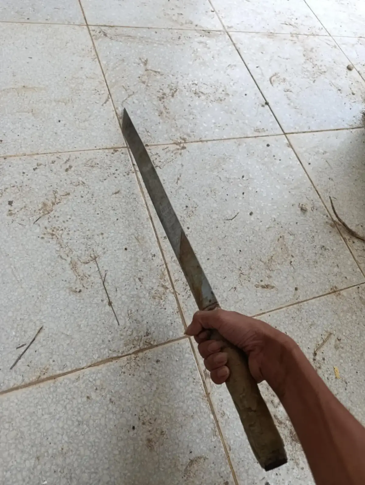cây mã dài 50 cm