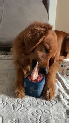 Buddy approved ✅ #pettoy #slowfeeder #dogsoftiktok #toysfordogs #mentalstimulationfordogs #dogentertainment 