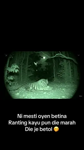Hidden camera hutan simpan #veo3 #oyen #harimaumalaya #fyp 