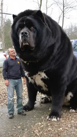 Massive Black Dog✔️🐶🐕‍🦺 #fyp #dogs #animals #pets #dogsoftiktok #doglover #giantdog #dogtok #ai 