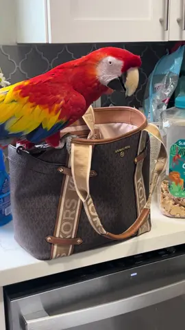 Merlin trying to help mom clean out her purse #fyp #foryou #parrotsoftiktok #macawsoftiktokm #scarletmacaw 