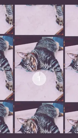#catlife #catmom #catdad #catsoftiktok 