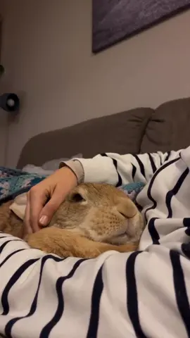 Cuddle buddies for life 🥰 #rabbitlove #PetsOfTikTok #animallover #bunnies #rabbitstagram #cuddlebuddy 
