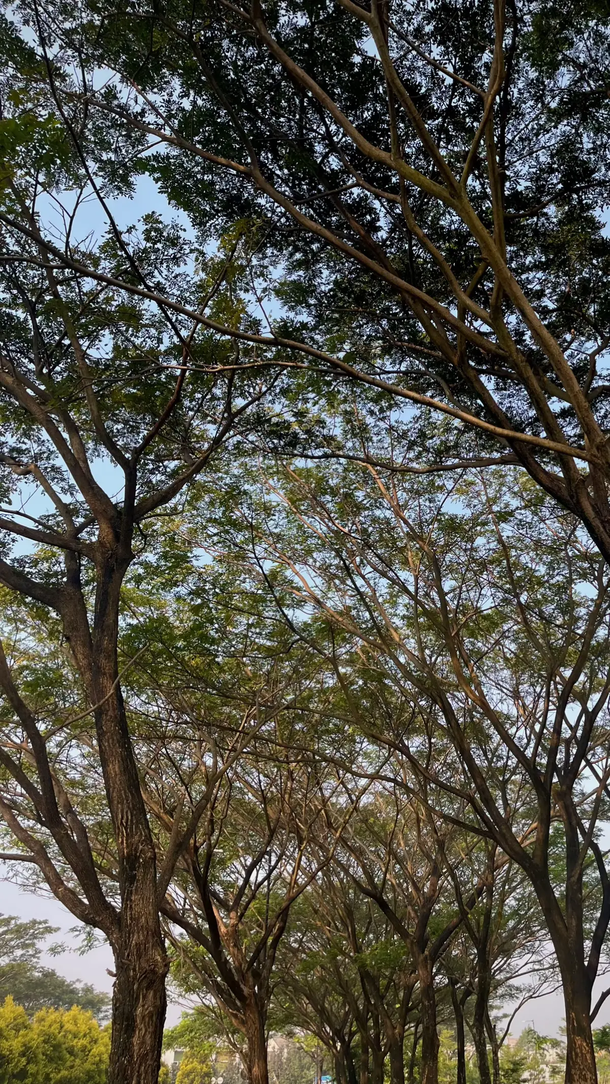 Another foto foto jalan pagi ✨ #fypシ゚ #fypage #shotoniphone #dayinmylife 