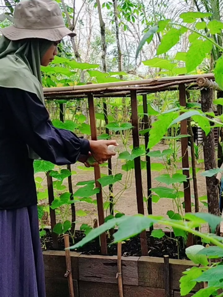 Inilah rahasiaku supaya daun tanaman tetap sehat, bebas hama dan ga bolong bolong #Vlog #berkebun  #berkebundirumahaja  #belajarberkebun 