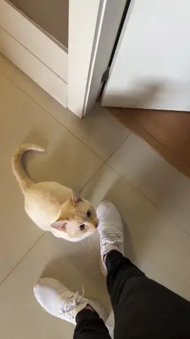 Não deixa sair sem drama. #gatos #cat #cats #fy 
