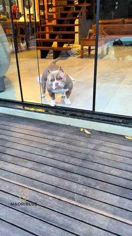 Marê Brincando de Esconde - Esconde 🐾