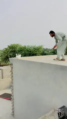 Kabootar Ko Pakra #kabootar #kabootarbazi #kabootarlovers #gabbarpethouse #shorts @Rehman Ch Vlogs 
