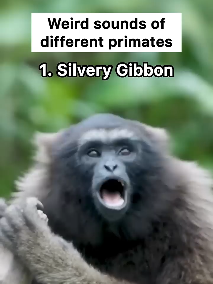 Weird sounds of different primates  #monkey  #animalsounds #fyp #amazing #facts #funny #DidYouKnow #primate