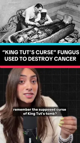Wake up babes!!! “King Tut’s Curse” fungus is now being repurposed to destroy cancer cells! When archaeologists cracked open the famous pharaohs burial chamber in the 1920s, a series of the team members died mysteriously. Word spread of a curse, but it’s theorized that it was actually a deadly fungus, Apergillus flavus, lurking in the tomb for thousands of years that ultimately led to the untimely deaths.  Although the fungus was never confirmed to be present in King Tut’s tomb, a later excavation in the 1970s of 15th century King Casimir IV Poland’s crypt caused the 12 archaeologists to meet a similar fate. Analysis of Casimir’s tomb revealed the presence of a fungus called Aspergillus flavus. So it is theorized this same fungus is what caused the excavators deaths in the 1920s.  But now in 2025, scientists have successfully used this same deadly fungus to kill leukemia cells with a potency on par or even more than the current leukemia treatments of cytarabine and daunorubicin!  Read more here: “A class of benzofuranoindoline-bearing heptacyclic fungal RiPPs with anticancer activities” Nature Chemical Biology Journal #science #fuckcancer #cancer #cancerawareness #leukemia #fungus 