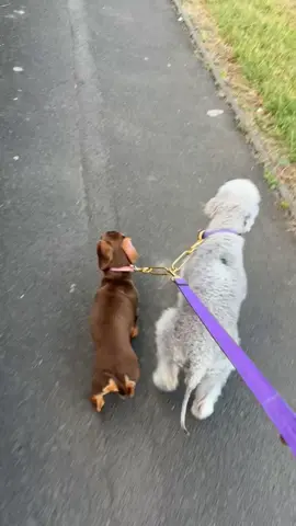 Willow & Violet ❤️‍🔥 #bedlingtonterrier#minidachshund#foryoupage 