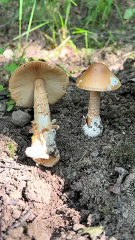 Muchomor żółtawy (Amanita crocea) - jadalny  #muchomorżółtawy #amanitacrocea 
