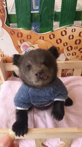Bear cub love🐻♥ #animallover #bear #cuteanimals #rescueanimals #wildanimals #trending #foryou 