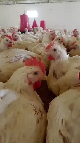 #جواجة🐔🐔🐔_شركة_الاخوة_♥ 