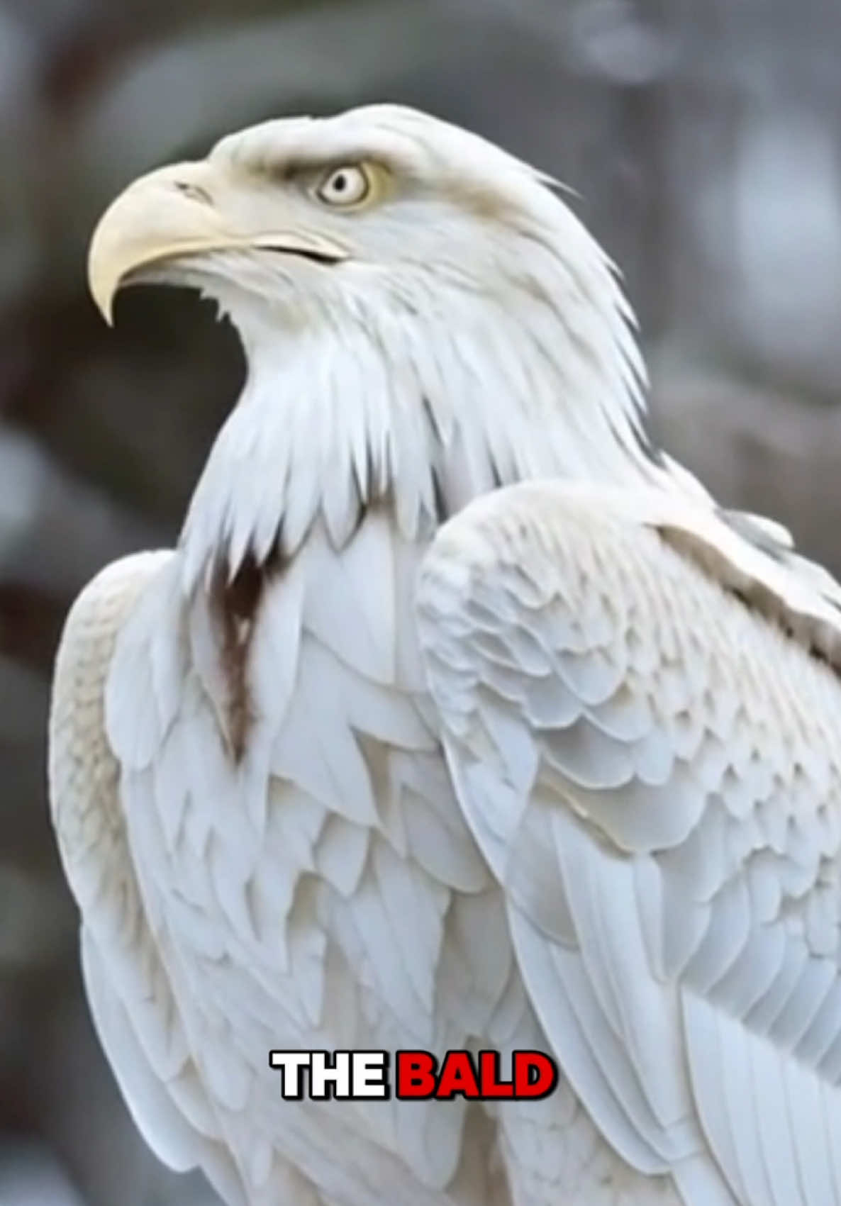 Bald eagle, the national symbol of the most powerful country in the world.  #baldeagle #4july #usa 