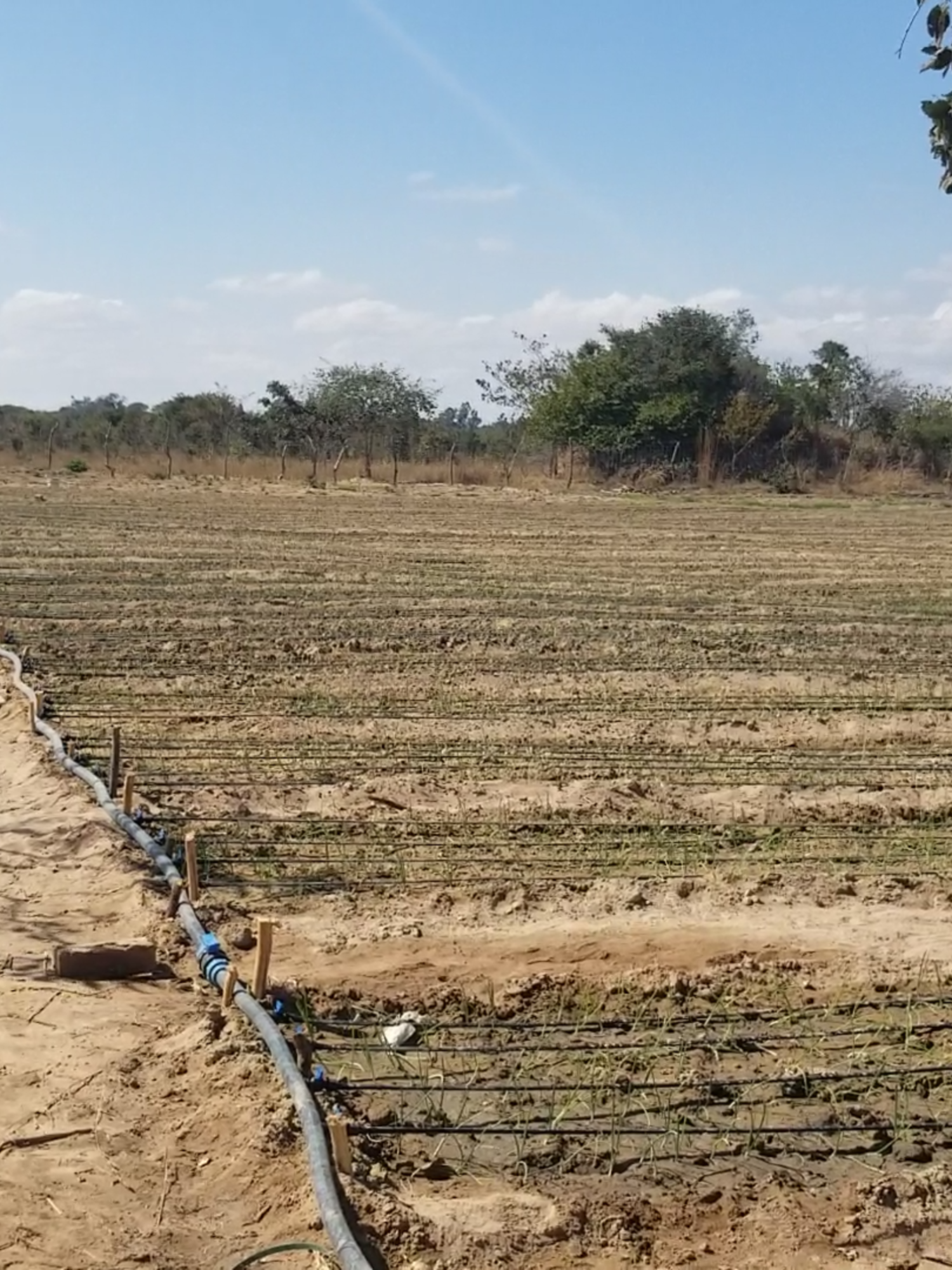DAY 01 After Transplanting  #farmlife #youthinfarming #zedtiktok🇿🇲🇿🇲 #southafrica