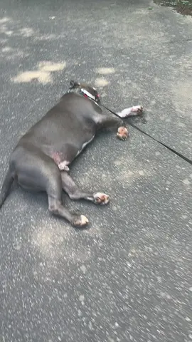 #perrostiktokers #drago#pitbull#no entiende la vibra