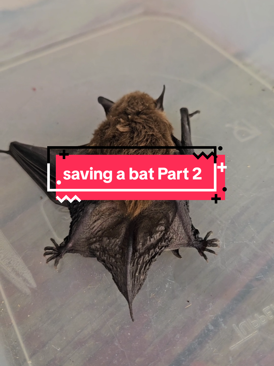 Batticus travels to Harrisburg to go to rehab.  So happy to be able to get this bat help!  Sharon was so kind and knowledgeable! There are 2 more parts after this one, and Sharon shares some great bat info. 