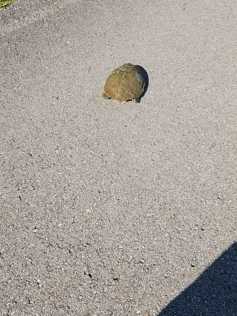 I'm going to have to come up with a different approach when it comes to the snappers. I'm pretty sure peeing is their defensive mechanism... @Andy Savage this made me think of you😆  #livingmybestlife #turtlesavingseason #turtlesaving #turtles #turtle #snappingturtle #peeingturtle 