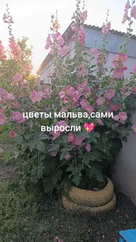 #cap #инвалидностьнеприговор #красотканавсюголову #врек #capcutamor 