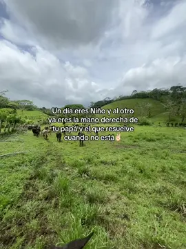 #ganado #nicaragua #ganadero #viral #parat #famous #sigame #nicaragua🇳🇮 #vaquero #pasion #rancho #tiktok 
