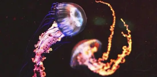 Did you know that jellyfish aren’t conscious,so they don’t know they exist 😀 #pinterest #pinterestaesthetic #jellyfish #fyp #fypシ 