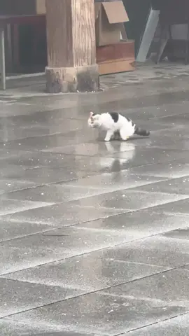 Poor cat #cat #trending #xuhuong #fyp #pet 