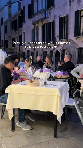 They don’t mind the singing at all! #catsoftiktok #PetsOfTikTok #cat #cats #restaurant #venice #travel #catlover 