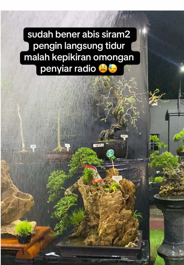 lobe jual bonsai admin : 08232404309 #livehighlights #live #tiktoklive #bonsaiart #livebonsai 