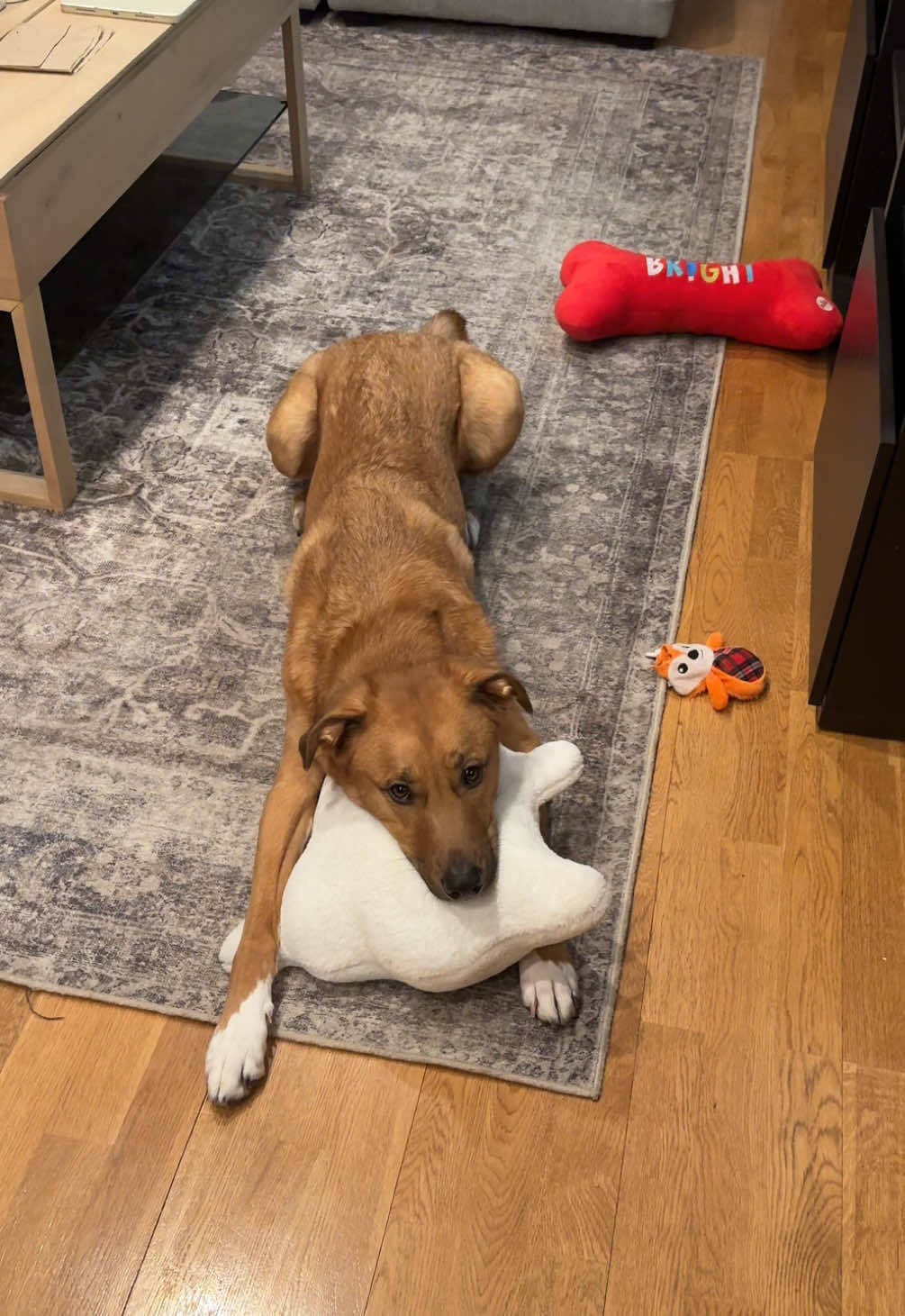How many positions can this dog beg? #dog #funnydog #dogsoftiktok #juno #junoposition #sabrinacarpenter #fyp #foryoupage 